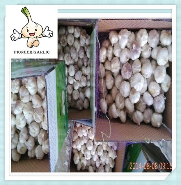 hot sale new product fresh white garlic fresh white garlic 5cm garlic