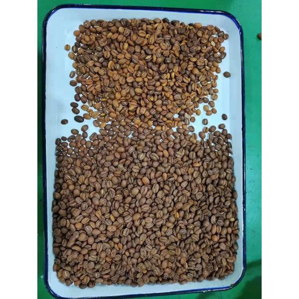 зажаренный в духовке 50Hz обломок сортируя машины кофейного зерна 240V высокоскоростной обрабатывая