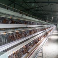 Un type couleur d'argent a galvanisé des cages pour des rangées du poulet trois