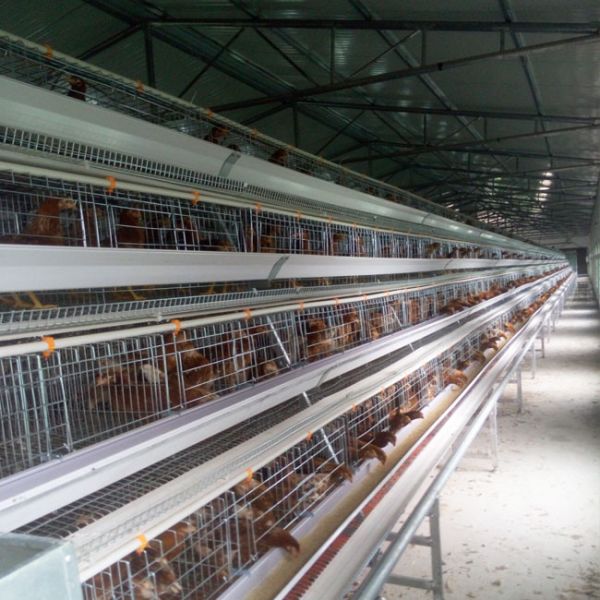 Poultry Farm Egg Layer Chicken Cage A Type 3 Tier Cold Galvanized Steel