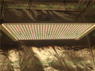 A horticultura que ilumina a placa do quantum 240Watts conduzida cresce a luz