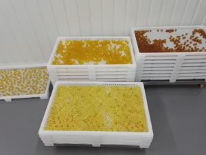 よい乾燥のための穴が付いている薬剤の薬のプラスチック乾燥の皿