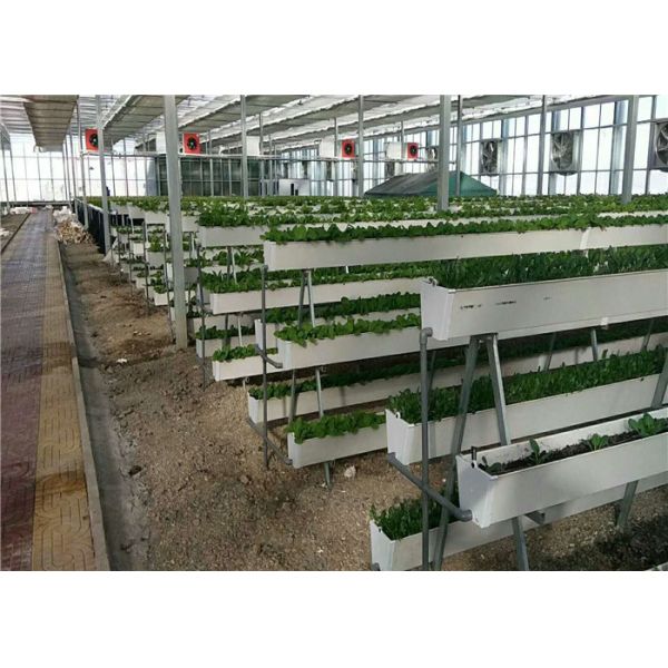 3 - 5m Gutter Height Plastic Panels Greenhouse Electric / Manual Rolling Up Vent Design