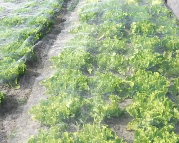 High Strength Mosquito Window Screen For Vegetables Protection And Pest Defense