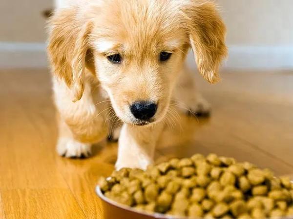 Pet Foods Premade Bag Packing Machine Dog Foods Weighing Filling Packing Machine