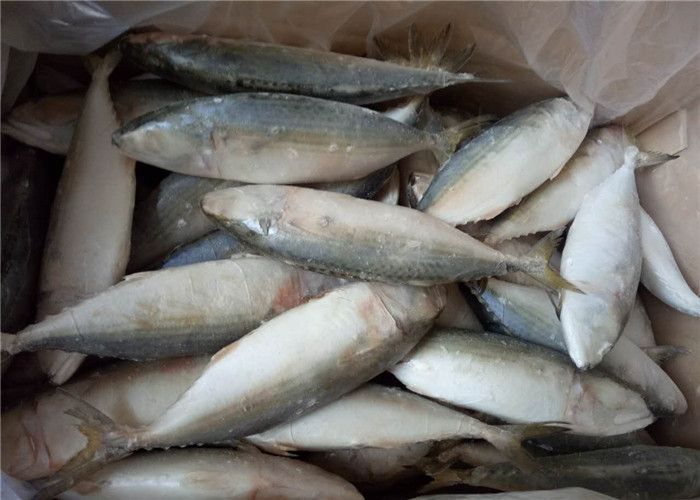 Весь круг 4pcs 6pcs в скумбрию Kg замороженную индийскую для ресторана