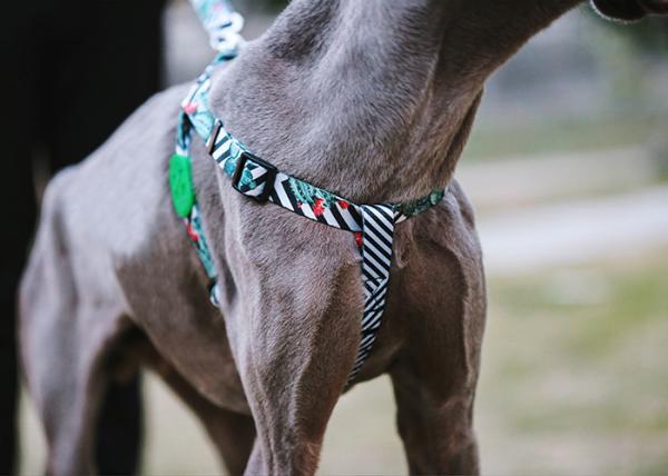 Comfort Soft Wrap Adjustable Dog Harness For Small Dogs Safety Belt