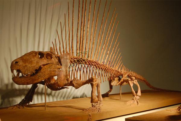 Huge Complete Dinosaur Fossil Model For Shopping Mall / Open Air Museum
