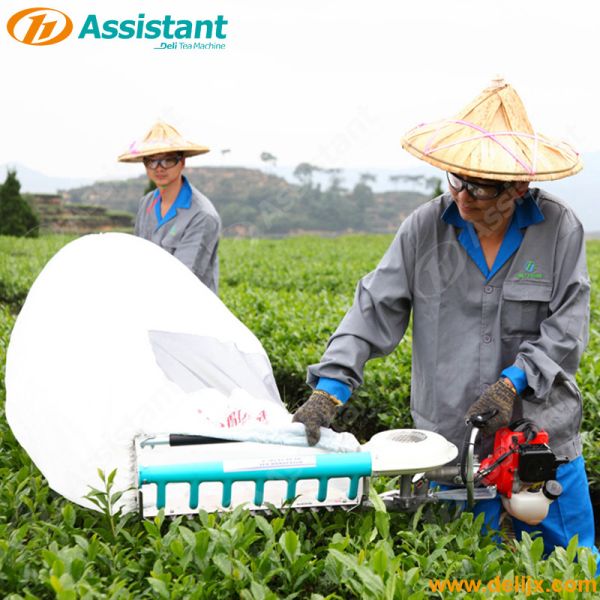Mini Tea Leaves Plucker DL-4C-T506 by Kawasaki 1.4 HP Tractor Power ISO9001 Certified