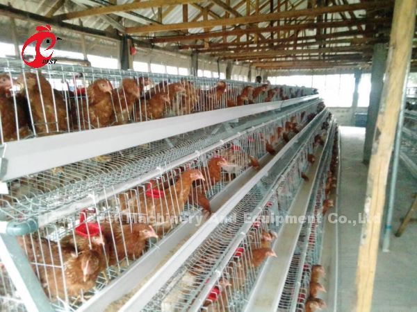 Холодная гальванизированная клетка Adela цыпленка класть яйца дверей системы 40 клетки батареи птицы