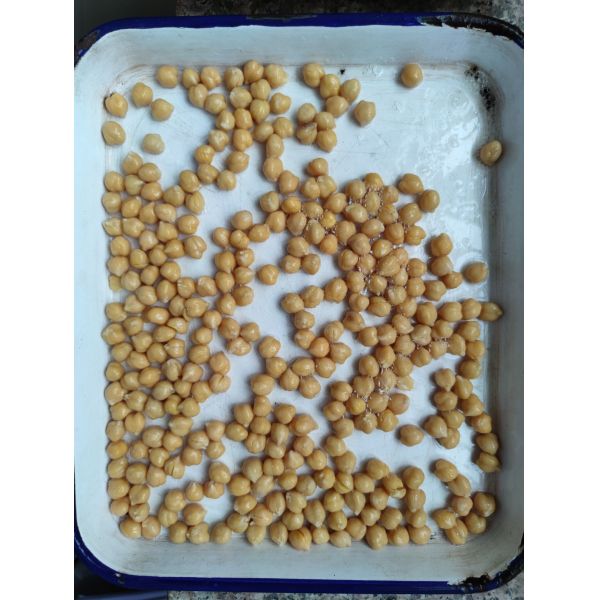 O sabor salgado enlatou feijões do grão-de-bico sem a impureza