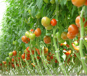 Agricultura a medida Invernadero Tomates Invernadero con alto rendimiento