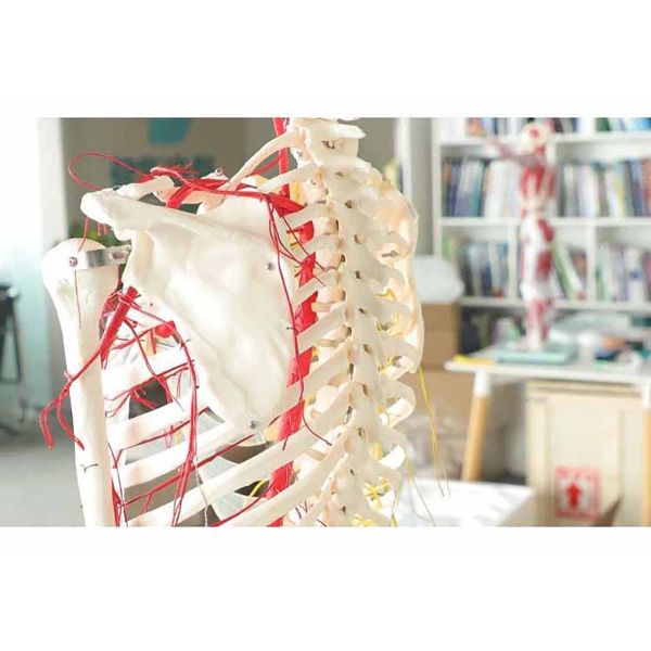 All human skeleton model with neurovascular Life Size Skeleton with Spinal Nerves Muscle Insertion Human Skeleton Model