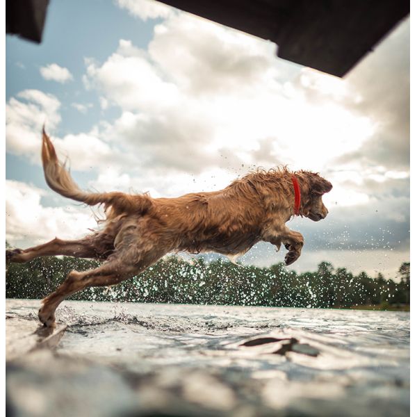 Polyester USB Cat Tracking Collar With Camera 58cm Cat Collar Camera Wifi