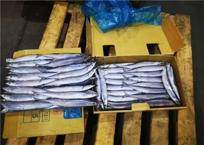 Сайра протеина #1 Cololabis Saira высоко- замороженная Тихая океан