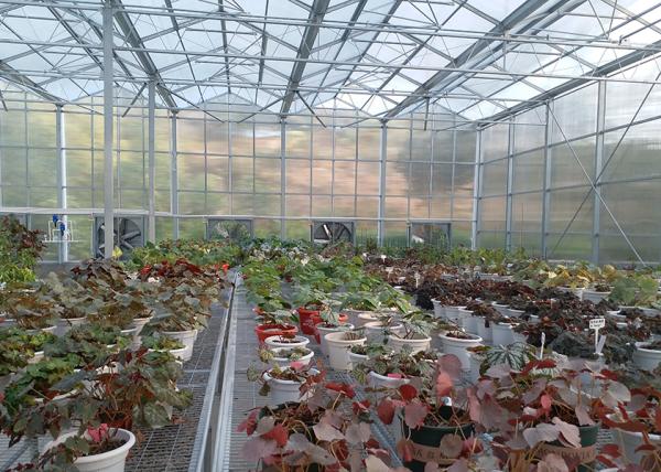 Polycarbonate Greenhouse Sheet with Customized Length and 9.6 Meter Tunnel Width