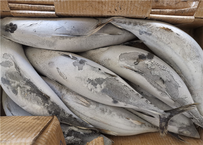 Тунец попрыгунчика Pelamis оптовый 2.0kg 2.2kg Katsuwonus замороженный