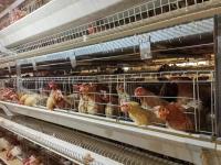 Des cages de poulets de chair de taille moyenne et durables sont essentielles pour gérer efficacement les petits.