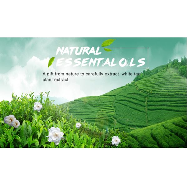 Scented Aromatherapy Essential Oils Hilton White Tea Liquid Flavor