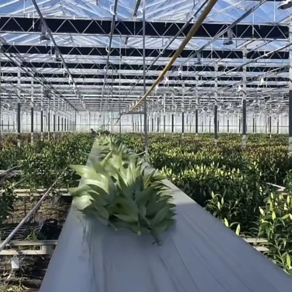 Multi-Span Glass Greenhouse Hydroponic System for Optimal Vegetable Growth Conditions