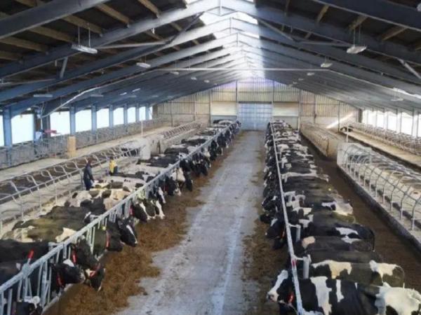 Ventilation Steel Structure Cow Shed , Durable Steel Livestock Shelter For Dairy Farm