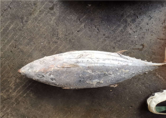 тунец попрыгунчика 2.7kg 2.9kg здоровый замороженный для ресторана