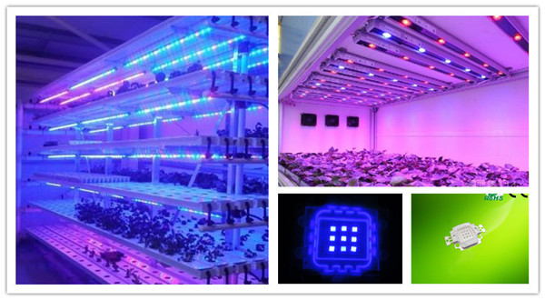 China Factory High Power LED Diode 10w Blue 450nm 455nm 460nm 470nm