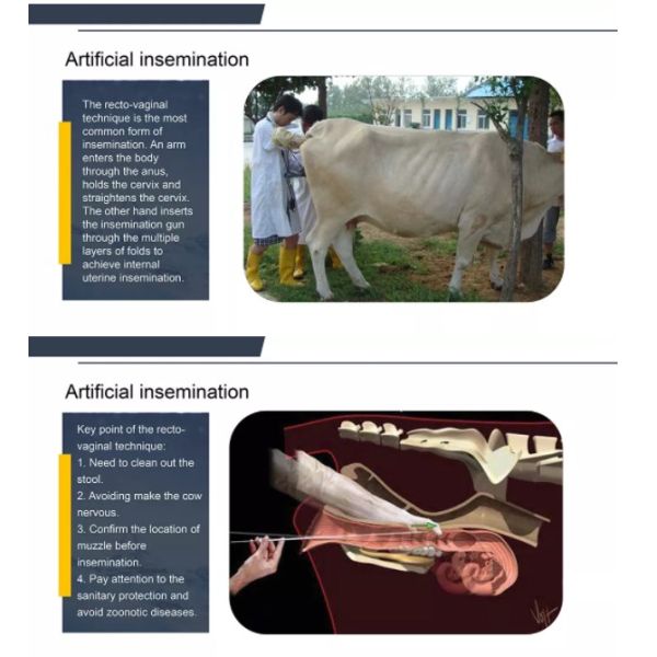 Portable Artificial Insemination Device 240v 22mm Cow Cattle