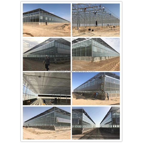 Large Agricultural Intelligent Holland Greenhouse Glass for Tomatoes Cucumber Lettuce