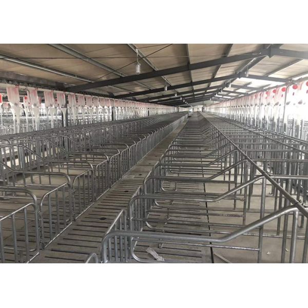 Porcs d'ESPOIR de HI multipliant les stylos automatiques de gestation de buveur