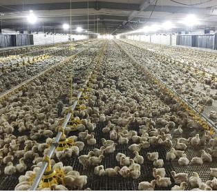 Automatic Complete Broiler Pan Feeding System