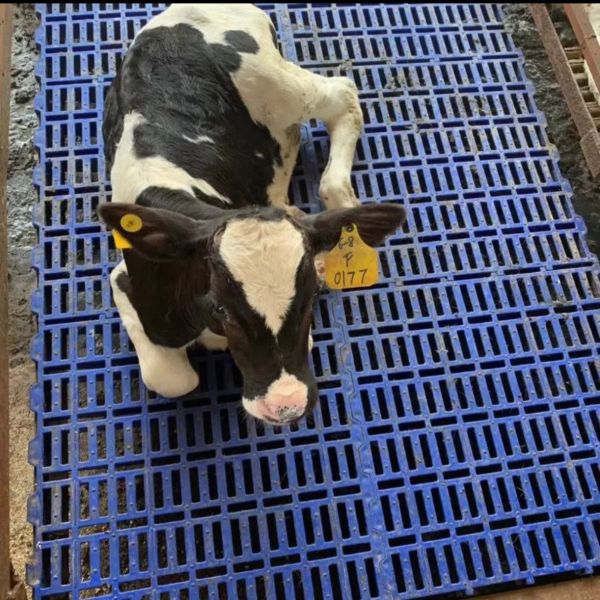 Calf Slatted Floor