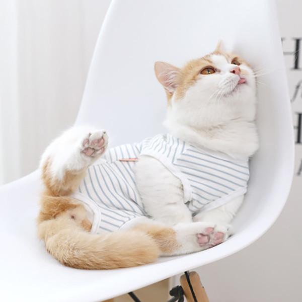 Gatos do estilo ocasional que vestem a roupa azul/elegante confortável listra branca