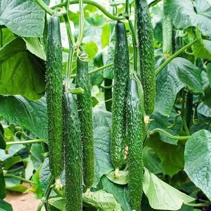 Jinyan No.4 High Yield Long Op Bulk Cucumber Seeds In Vegetable Seeds CU02