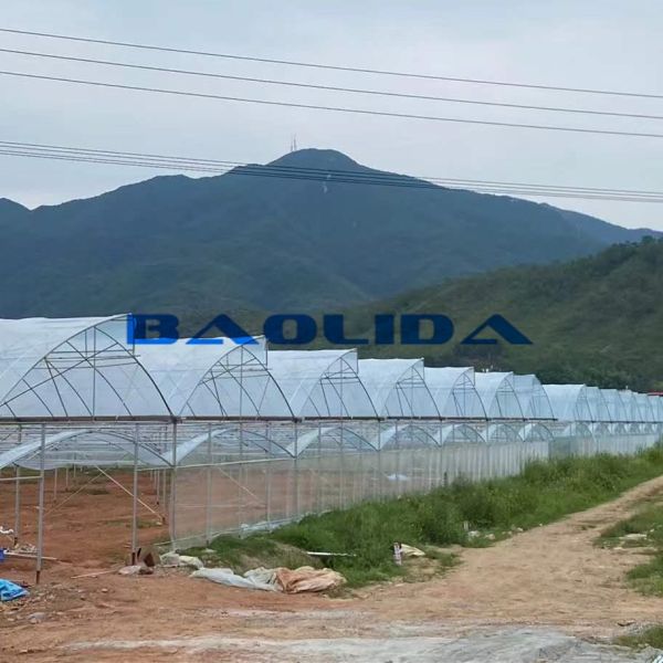 Sawtooth Type Tropic Friendly Polyethylene Film Greenhouse Multi Span Greenhouse
