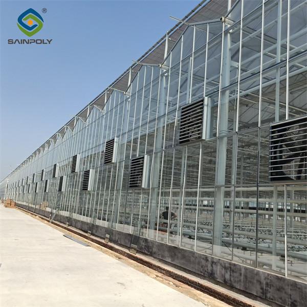 Steel Frame Dutch Venlo Greenhouse Tempered Glass Greenhouse  For Planting Tomatoes