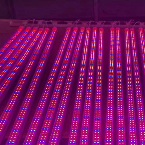 Customized T8 Split Lamp Tube LED Light Source in Pink Color for Project Installation