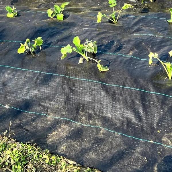 UV Stabilization Agricultural Ground Cover PP Woven Anti-Grass Mat For Weed Control Black White Green Fabric Roll For Plants