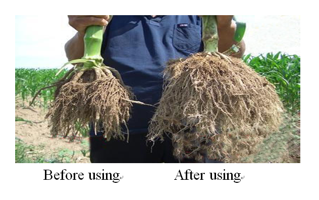 Удобрение с высоким содержанием калия для томатов