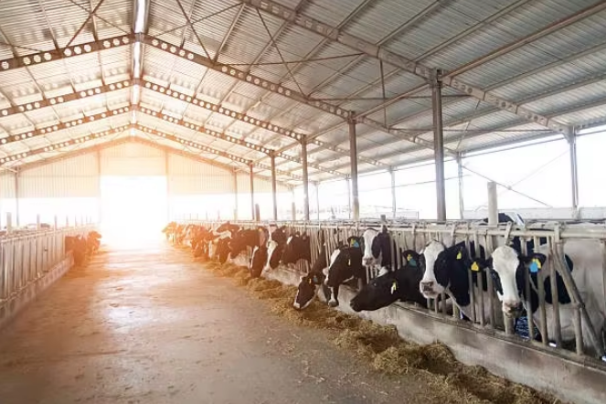 Low Cost Livestock Shelter Dairy Farm Barn Steel Structure Cow Shed For Live Cattle