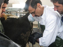 5.7'' LCD Display Portable Livestock Veterinary Ultrasound Machine 1.1KG