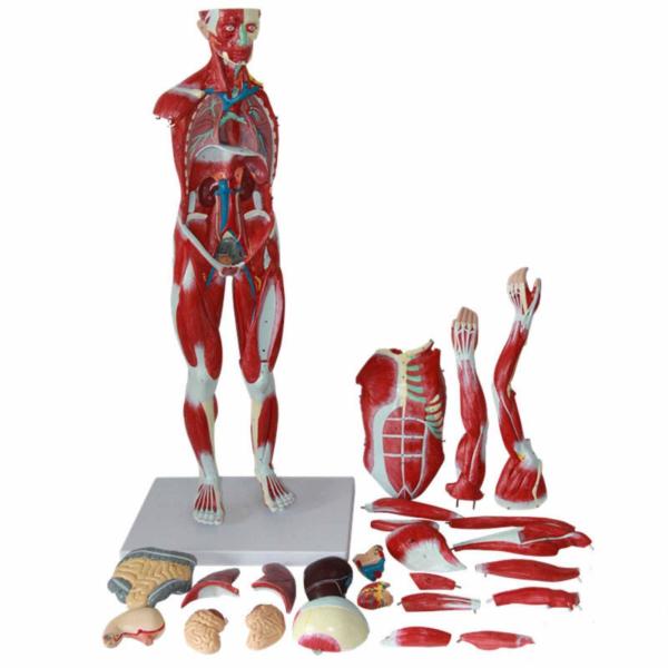 30 inches 27-Part 1/2 Life Size Muscles Structure of The Body for Teaching Study Muscle Viscera Model