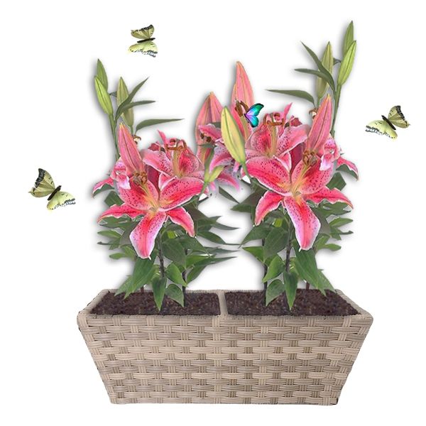 Factory Hot Sale Metal Frame Set of 3 Plastic Pots Home Garden Planter Stand