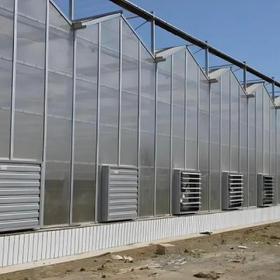Agricultural Multispan Venlo Greenhouse Complete Hydroponic Nft Greenhouse