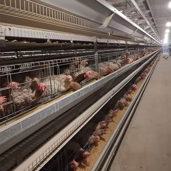 Hot-dip Galvanized Automatic Feeding Corrosion Resistant Poultry Cage for Layer Chicken Farming