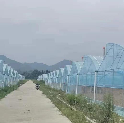 Sawtooth Roof Multi Span Plastic Film Greenhouse Width 6m 8m 9m