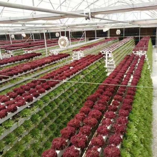 Sistema de cultivo de canais hidropônicos verticais de Nft para vegetais de salada de alface