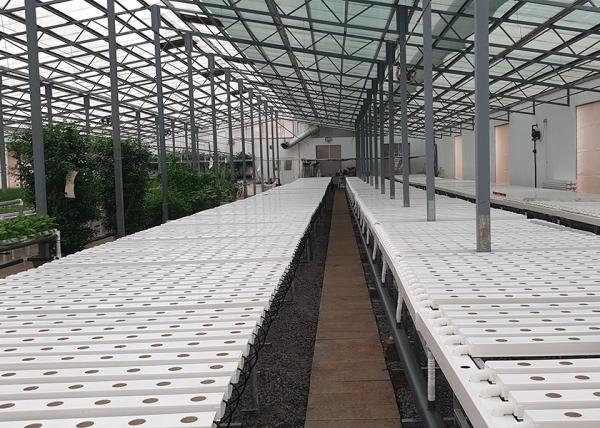 Water Saving Flat NFT Hydroponic System Eco Friendly Design For Leafy Greens