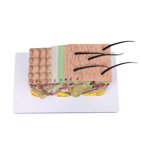 Biology Teaching 35 Times Enlarged Human Anatomy Skin Tissue Structure Model With Hair