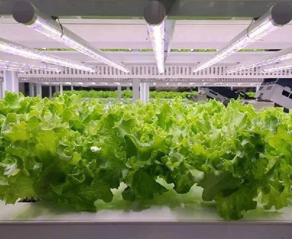 Shaped Roof Shipping Container Greenhouse with Hydroponic System within Your Budget